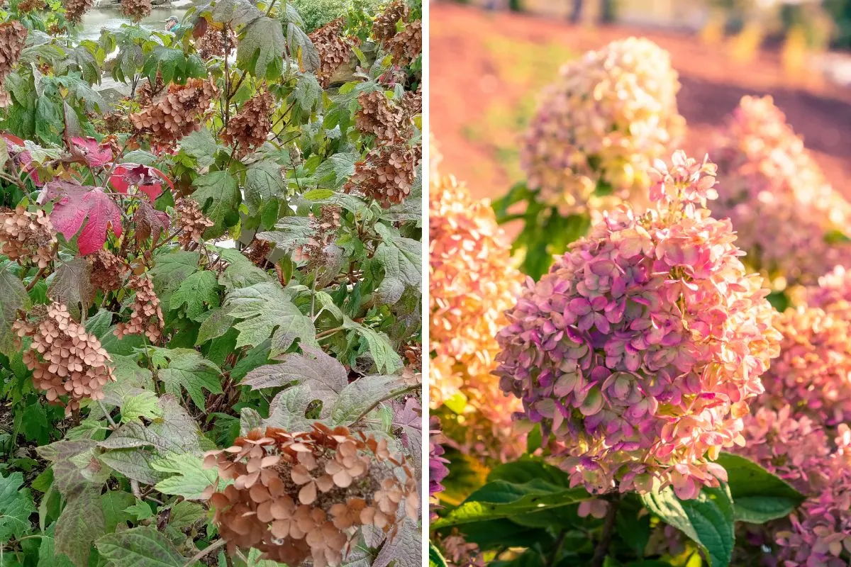 5 Things You Should Always Do for Hydrangeas in Fall (And 3 You Shouldn’t)