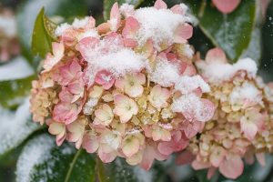 6 Essential Winter Care Tips for Hydrangeas