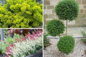 7 Architectural Plants to Make Winter Gardens Look More Expensive