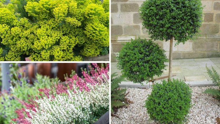 7 Architectural Plants to Make Winter Gardens Look More Expensive