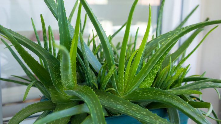 7 Must-Know Aloe Plant Tips Every Owner Shouldn’t Miss