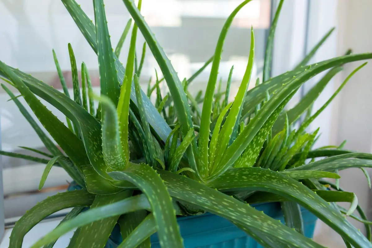 7 Must-Know Aloe Plant Tips Every Owner Shouldn’t Miss