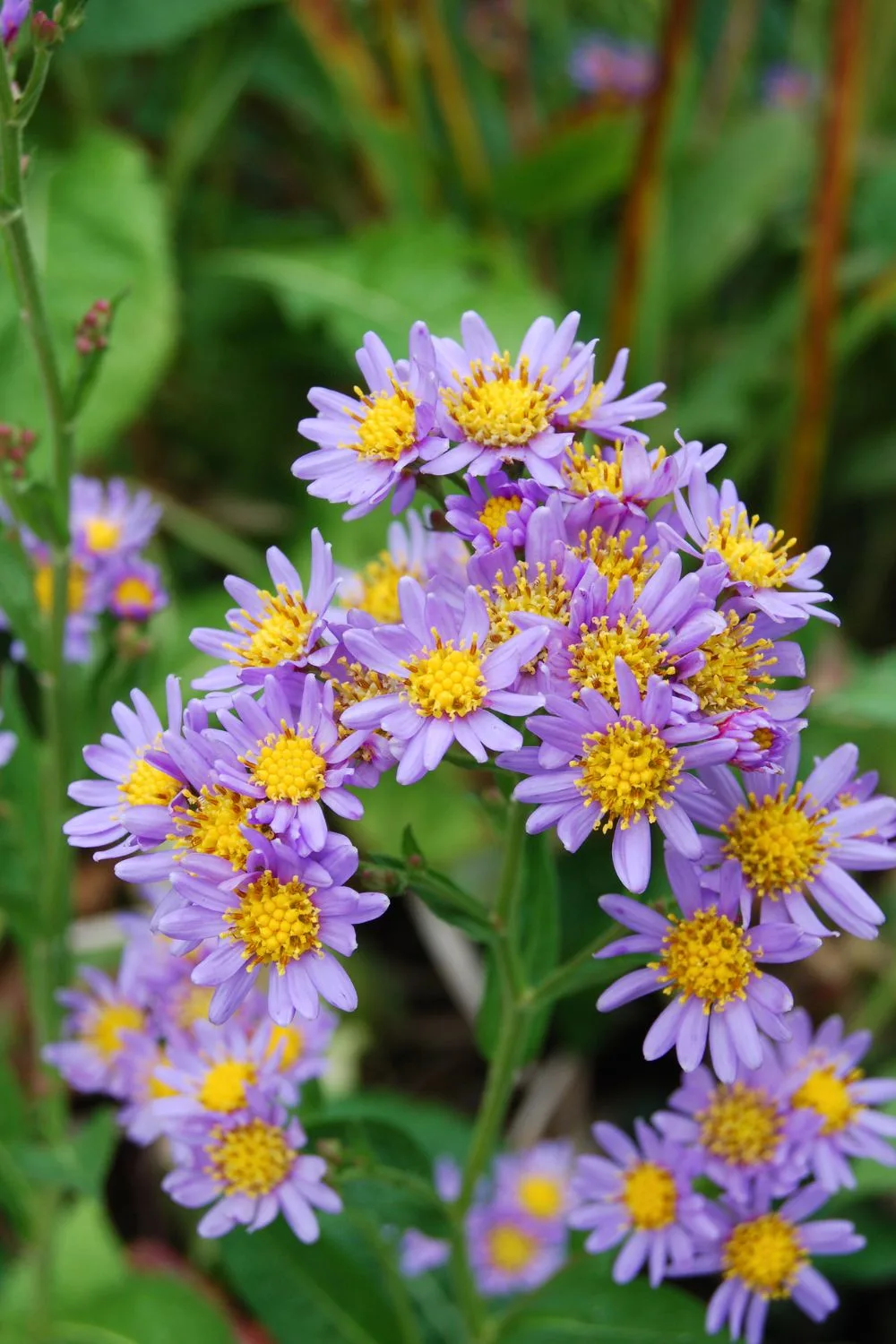 Asters