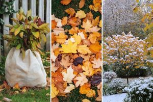 Avoid These 10 Fall Garden Mistakes or You’ll Regret It Next Spring