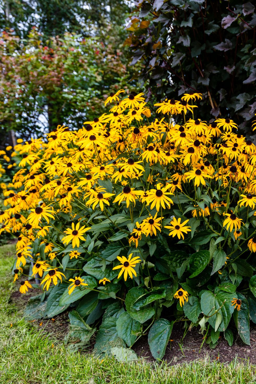 Black-Eyed Susans (Rudbeckia)