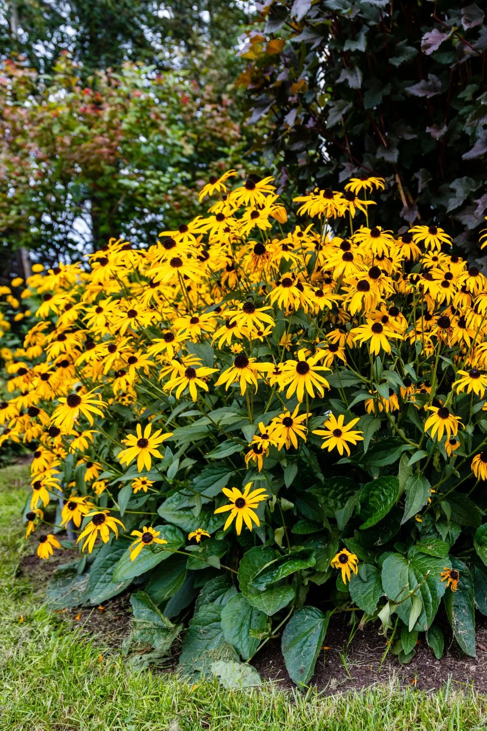 Black-Eyed Susans (Rudbeckia)