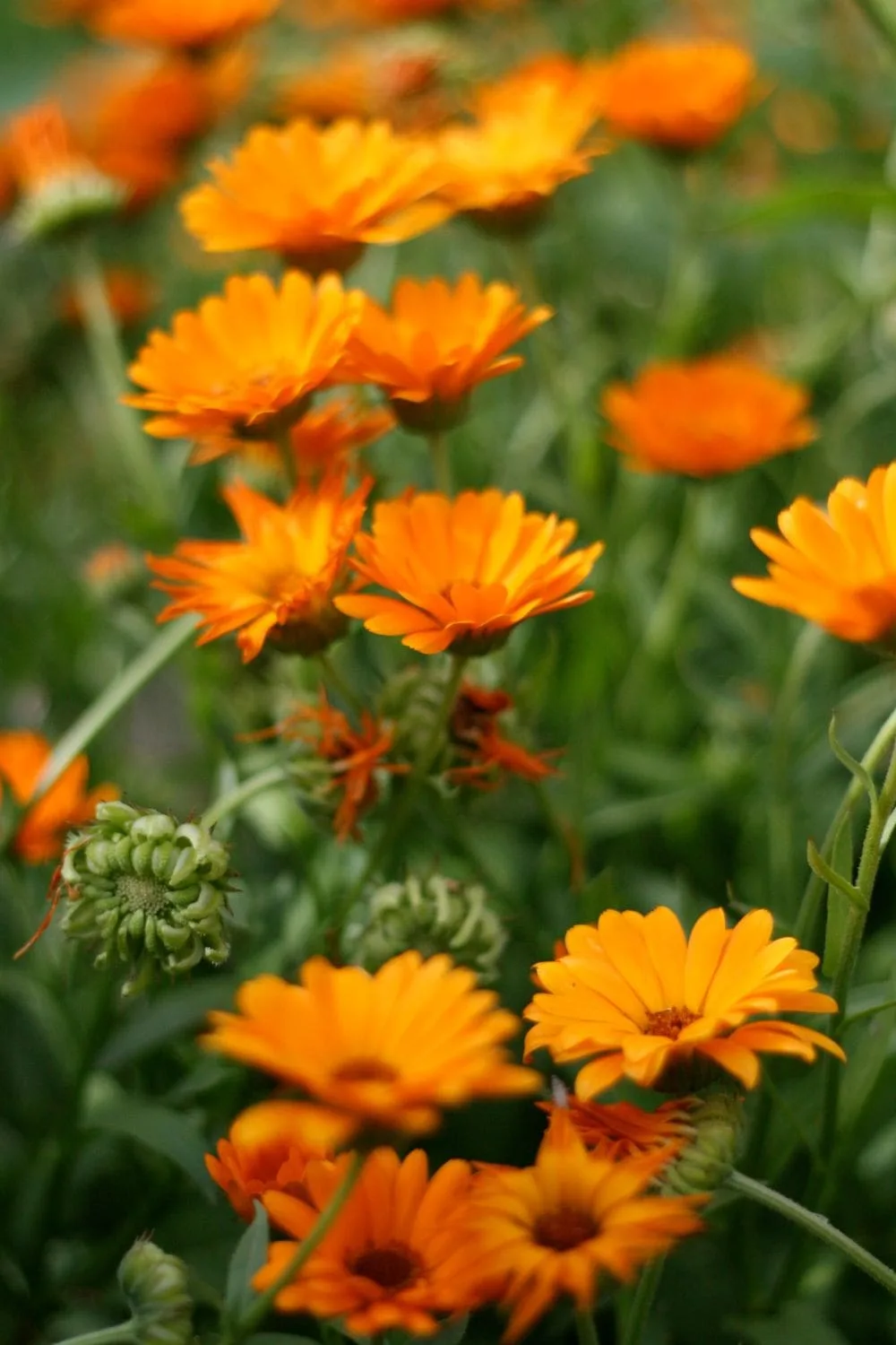 Calendula-flower