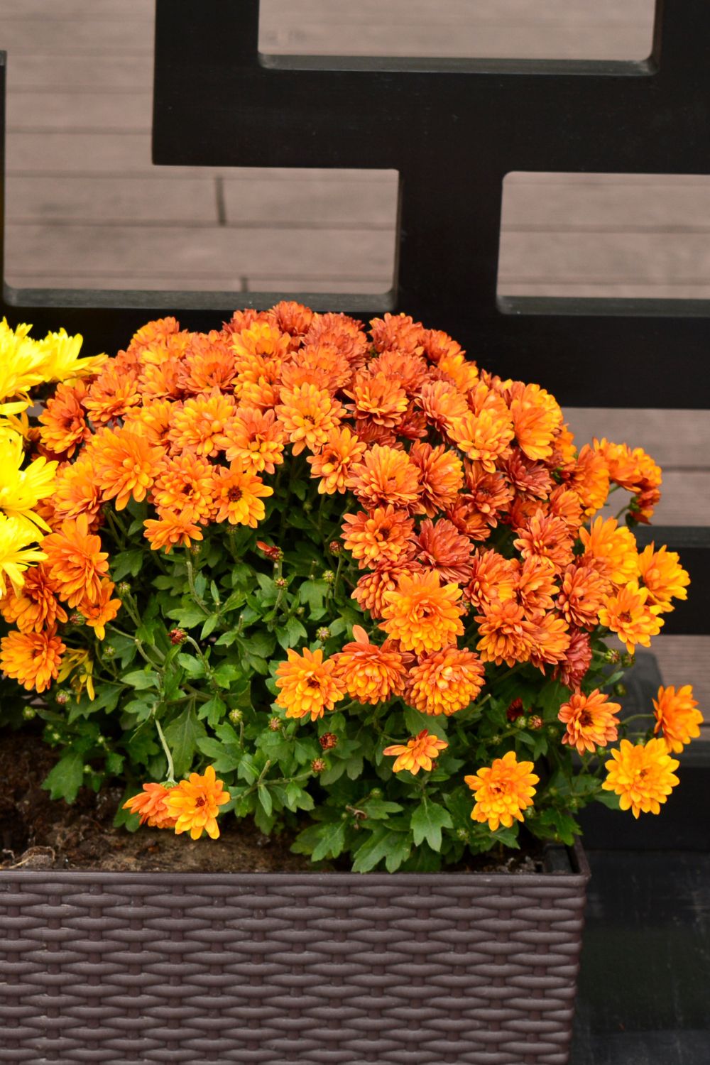 Chrysanthemums (Mums)