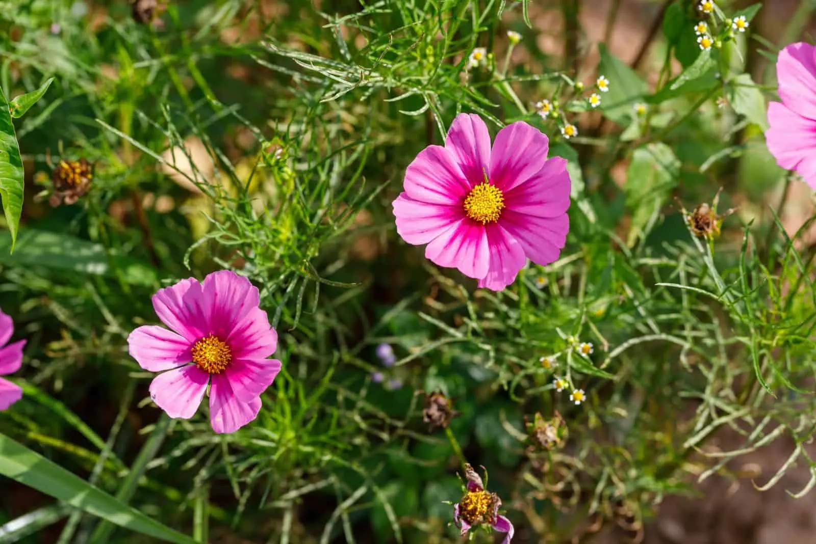 Cosmos-in-the-Garden