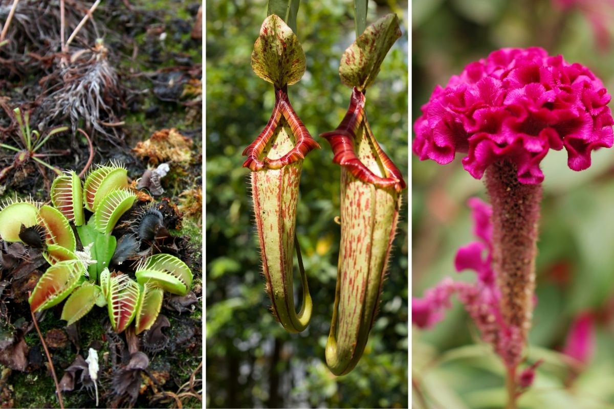 Discover 12 Spooky Plants That Will Send Chills Down Your Spine