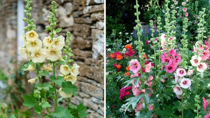 Do hollyhocks live up to the hype? Here’s the ultimate guide to planting them