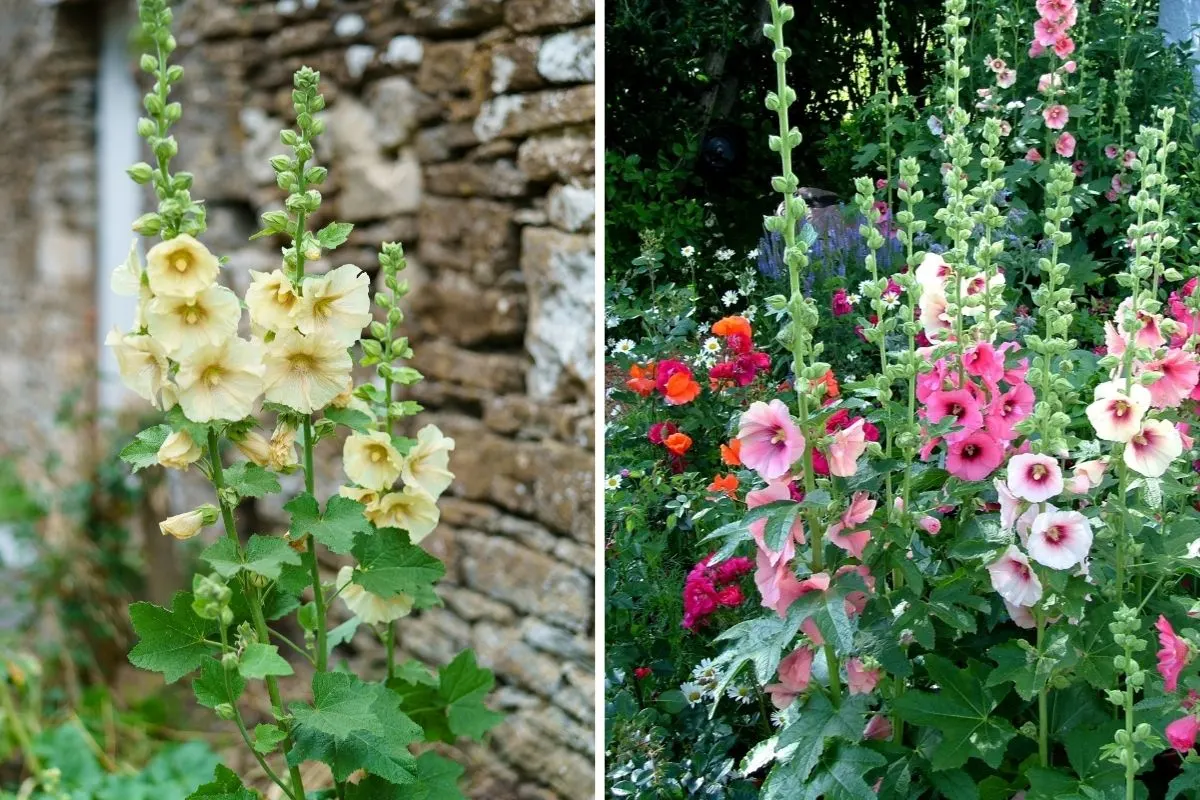 Do hollyhocks live up to the hype Here’s the ultimate guide to planting them