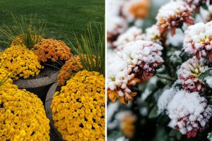 Don’t Toss Those Fall Mums! Here’s How to Keep Them Coming Back Year After Year