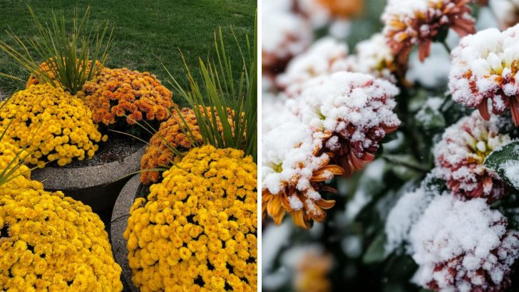 Don’t Toss Those Fall Mums! Here’s How to Keep Them Coming Back Year After Year