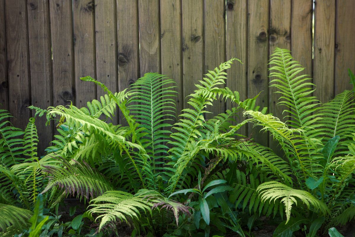 Ferns