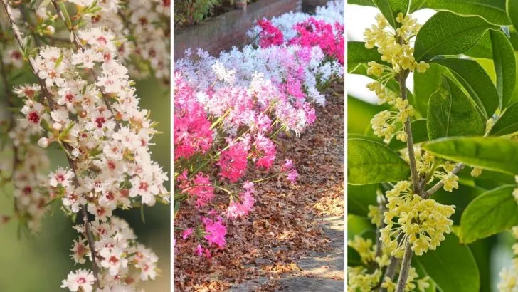 Get Your Garden Blooming in October with These 7 Colorful Fall Flowers!