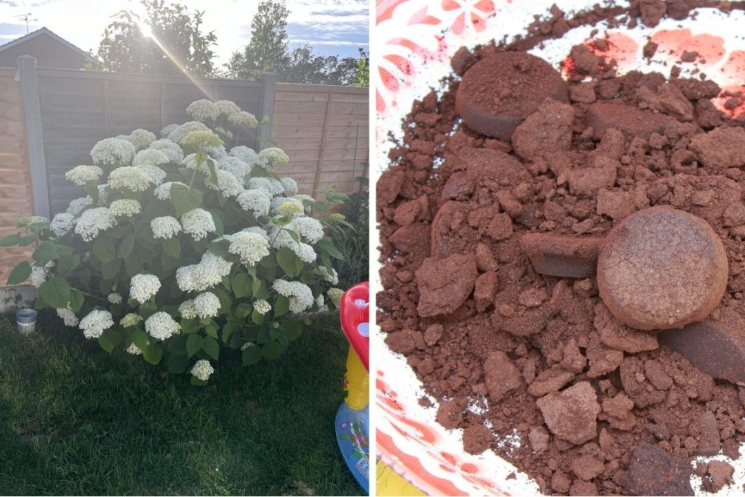 11 Perennials That Get a Boost from Coffee Grounds