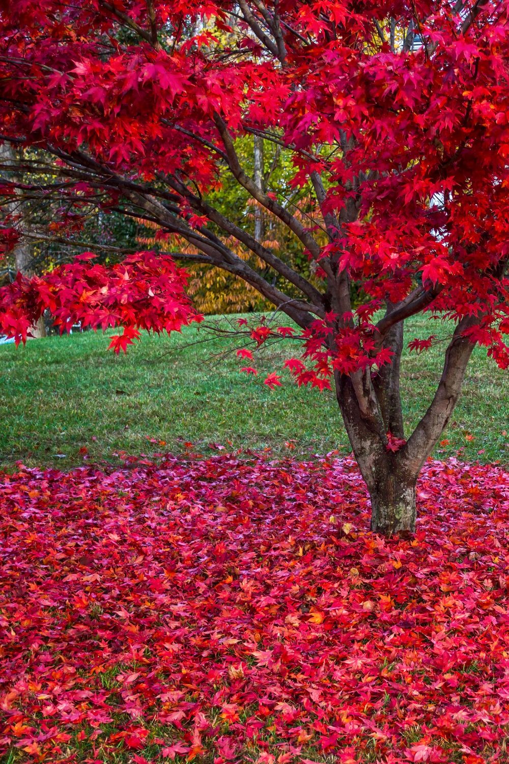 Japanese Maple