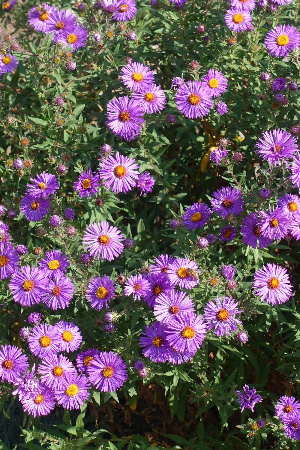 New England Aster (Symphyotrichum novae-angliae)