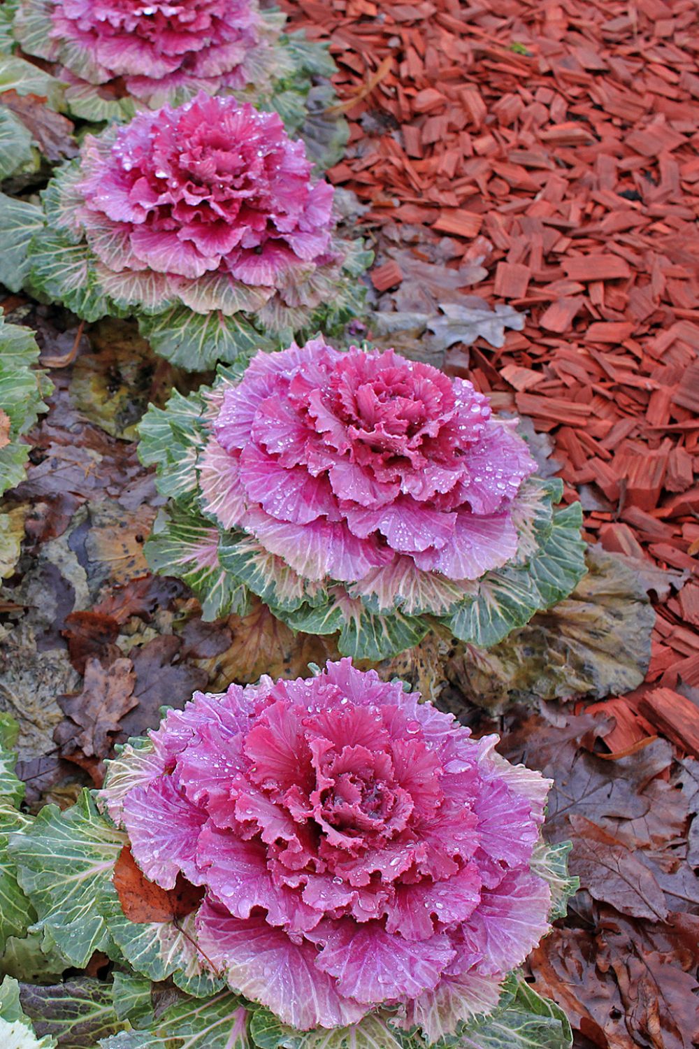 Ornamental Kale