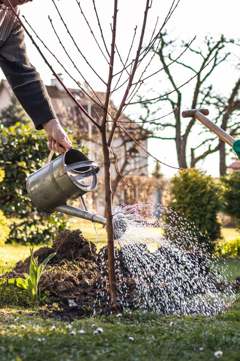 Ready for Fall Planting? Here Are the 5 Best Fruit Trees for Your Garden