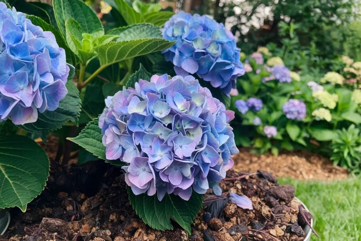 a layer of compost around your hydrangeas