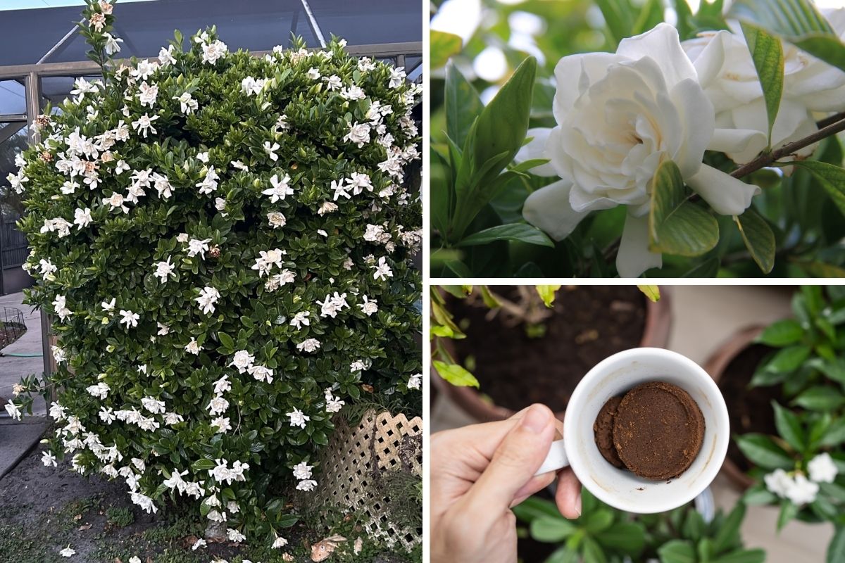 gardenias and coffee grounds