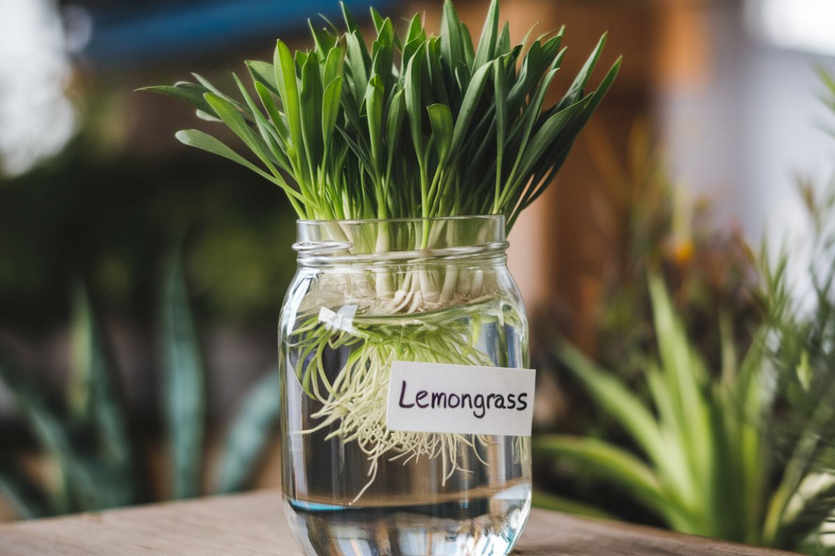 growing Lemongrass in water