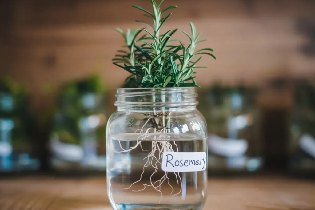 growing Rosemary in water