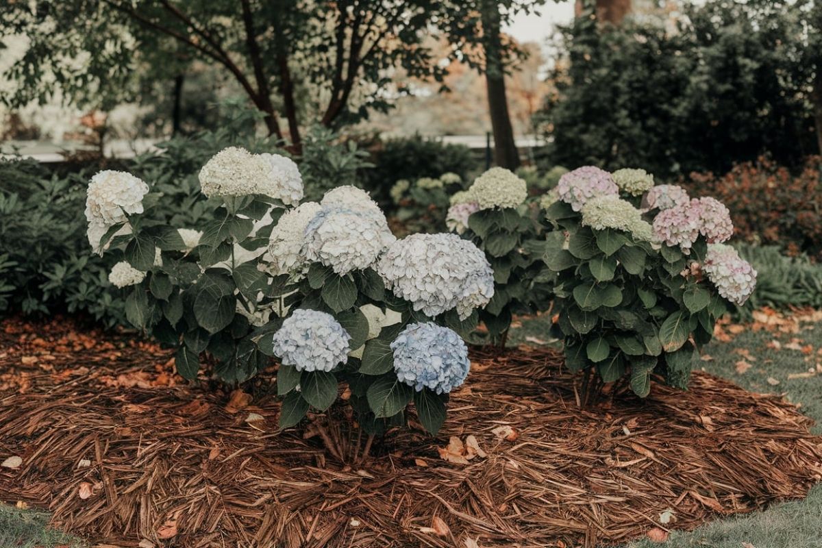 mulch Hydrangeas