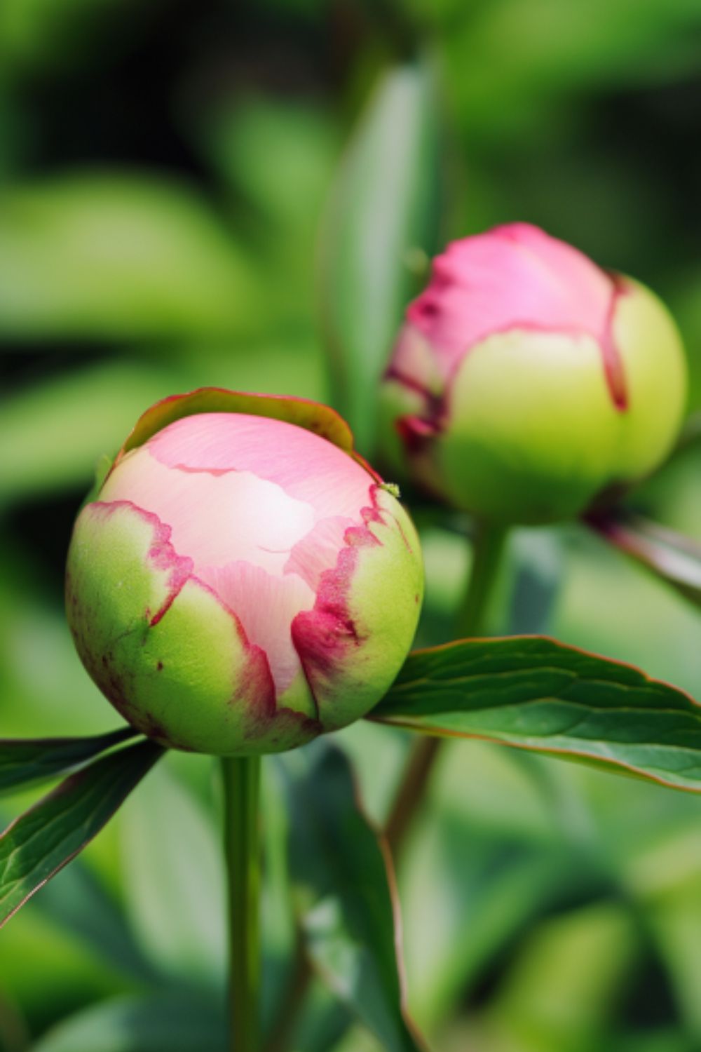 10 Reasons That Could Be Preventing Your Peonies from Blooming - Plantisima