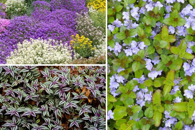10 Affordable Alternatives to Grass for a Beautiful Lawn