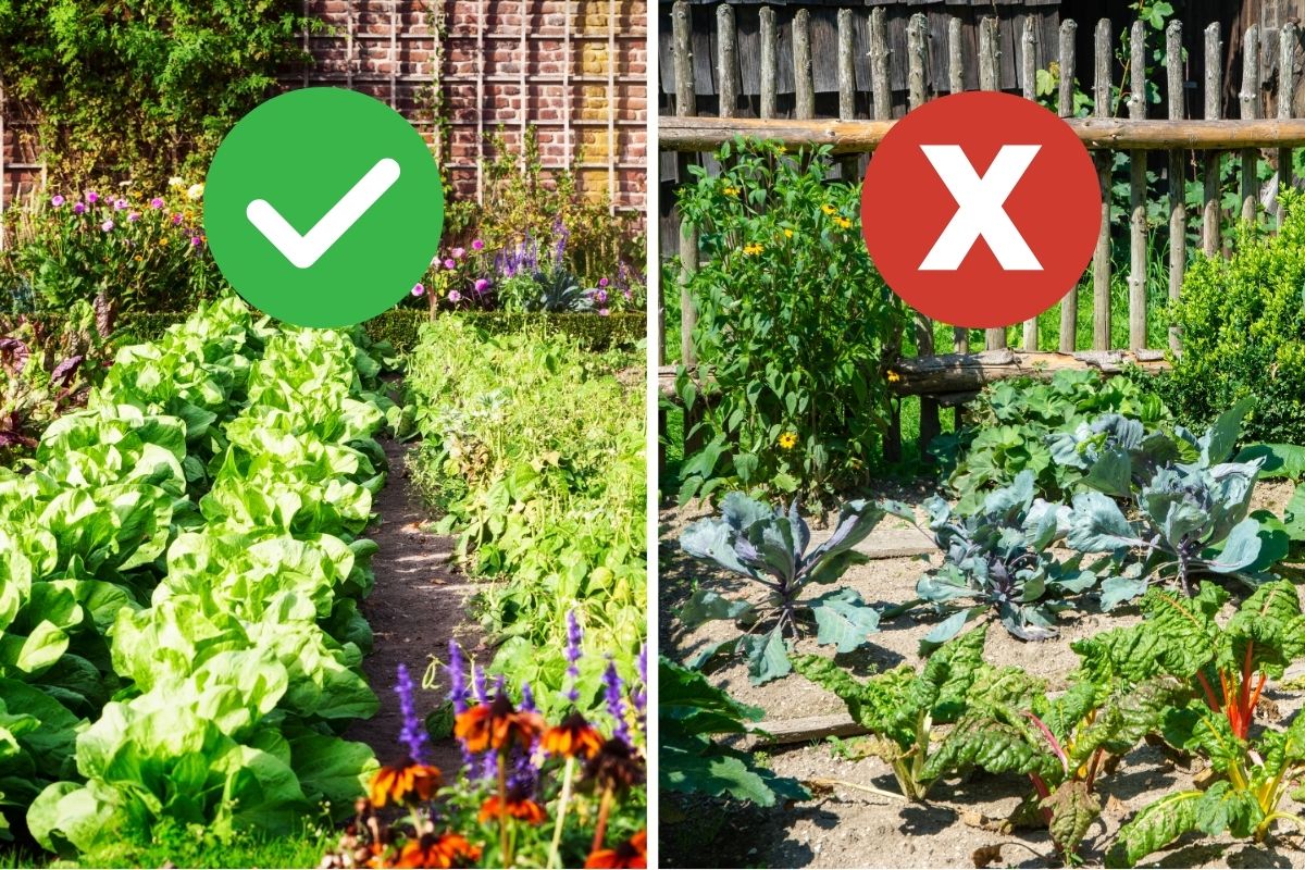 10 Mistakes to Avoid When Starting Your First Vegetable Garden