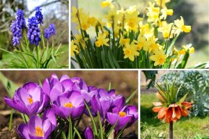 10 Perennial Bulbs to Plant This Fall for Vibrant Color All Year Long