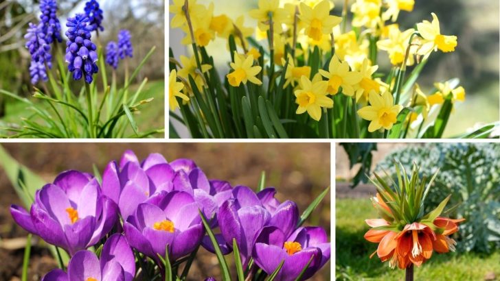 10 Perennial Bulbs to Plant This Fall for Vibrant Color All Year Long