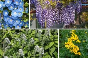 10 Plants That Will Make You Regret Planting Them