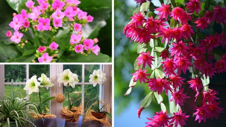 10 Winter-Blooming Houseplants to Add Color to Cold Months