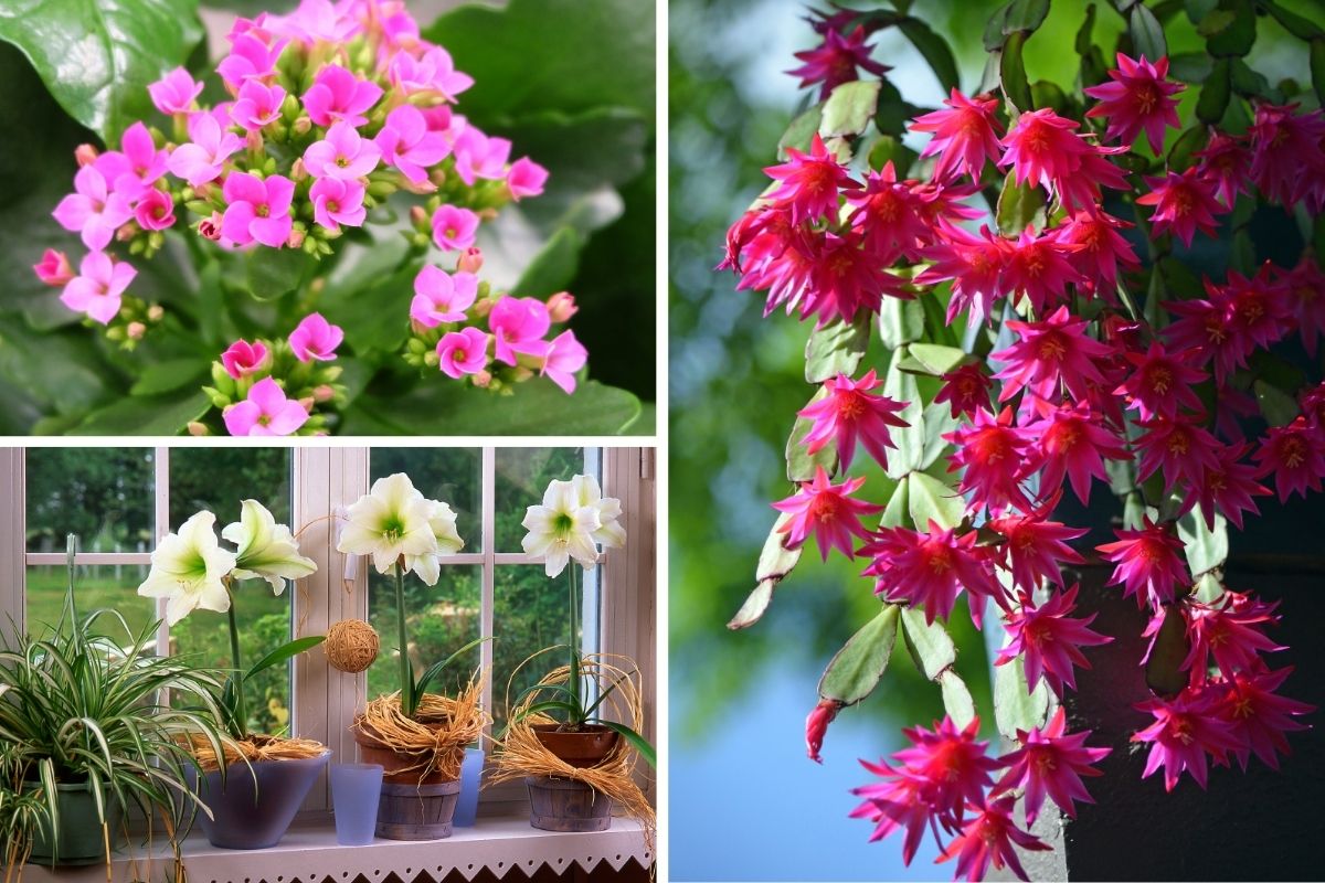 10 Winter Blooming Houseplants to Add Color to Cold Months