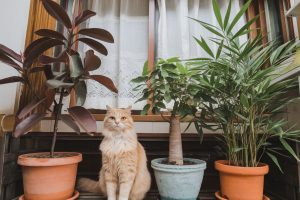 11 Indoor Trees Safe For Cats