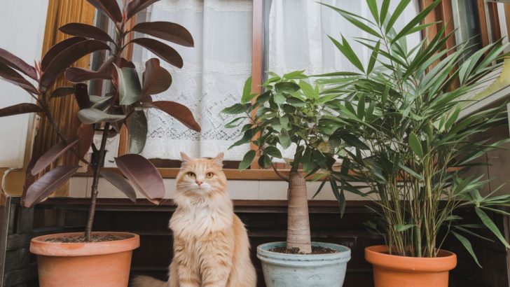 11 Cat-Friendly Indoor Trees for Your Home