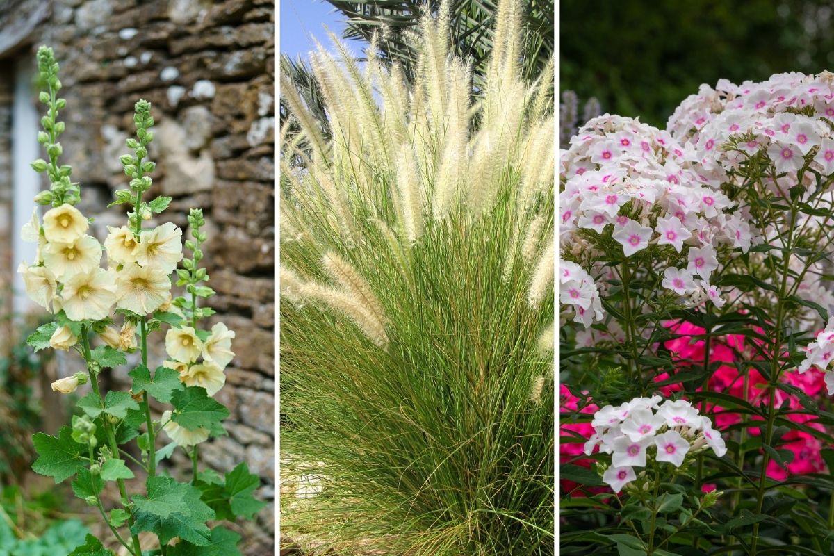 11 Tall Perennial Flowers That Bring Beauty and Privacy to Your Garden