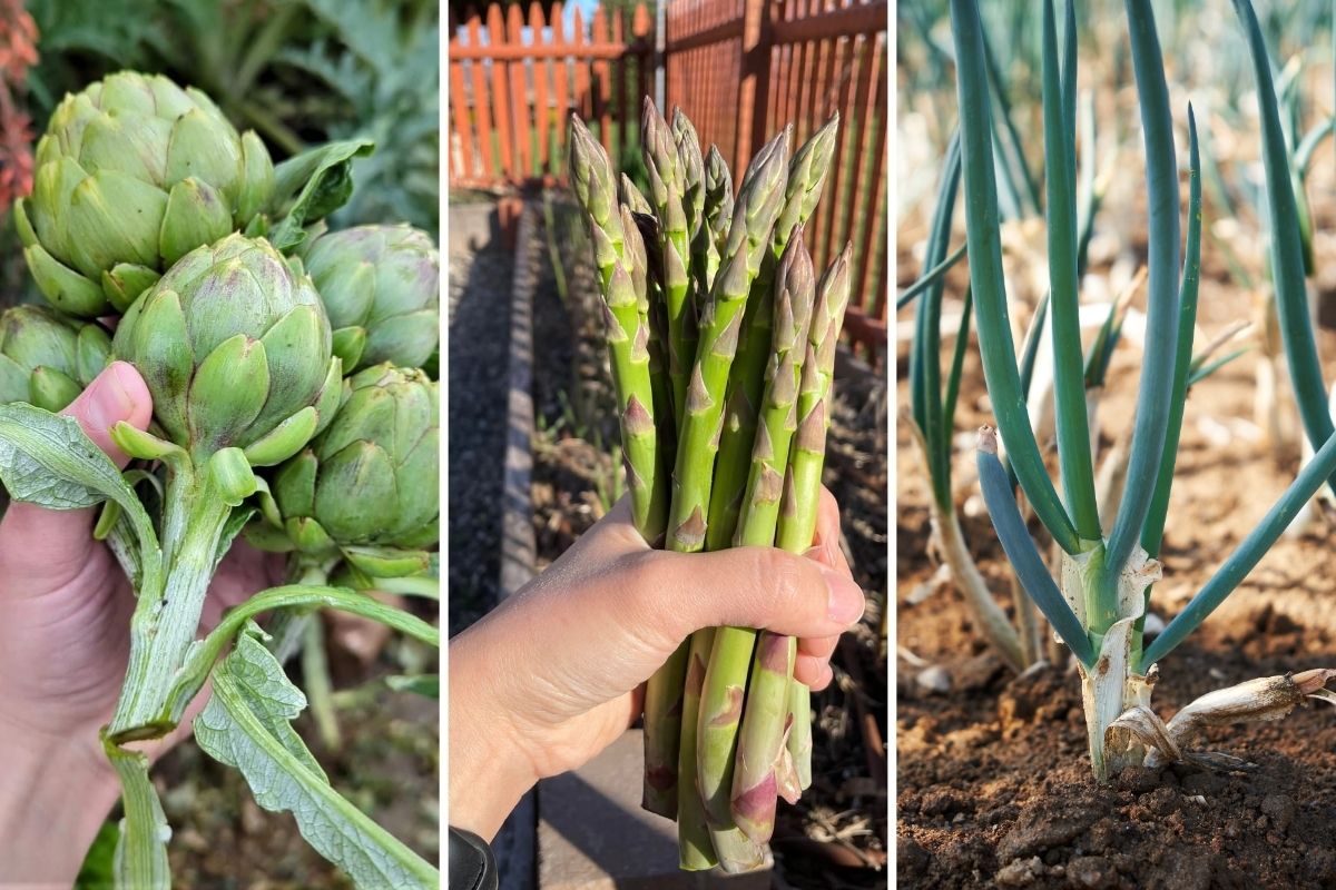 12 Vegetables That Keep Giving - Plant Them Once and Harvest Forever