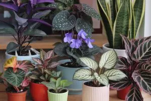 13 Colorful Houseplants For Your Home