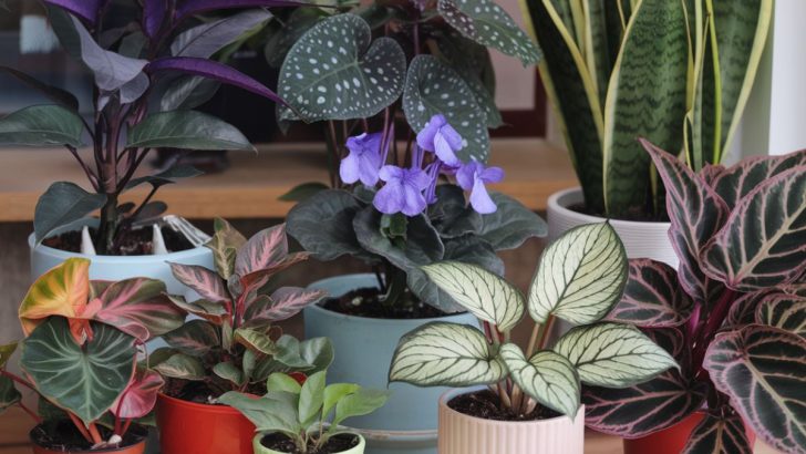 13 Colorful Houseplants For Your Home