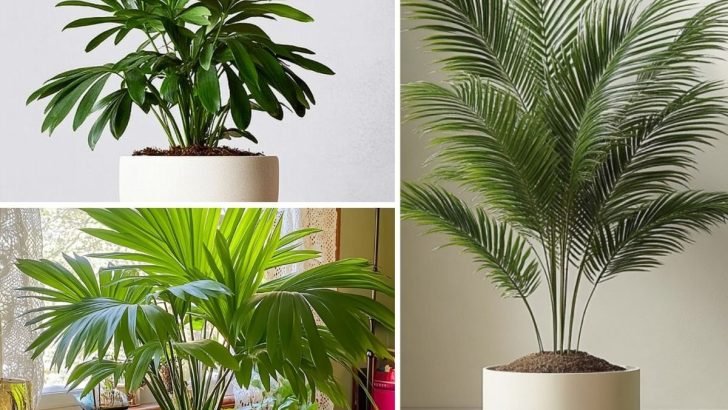 13 Stunning Palm Plants That Are a Breeze to Grow Indoors