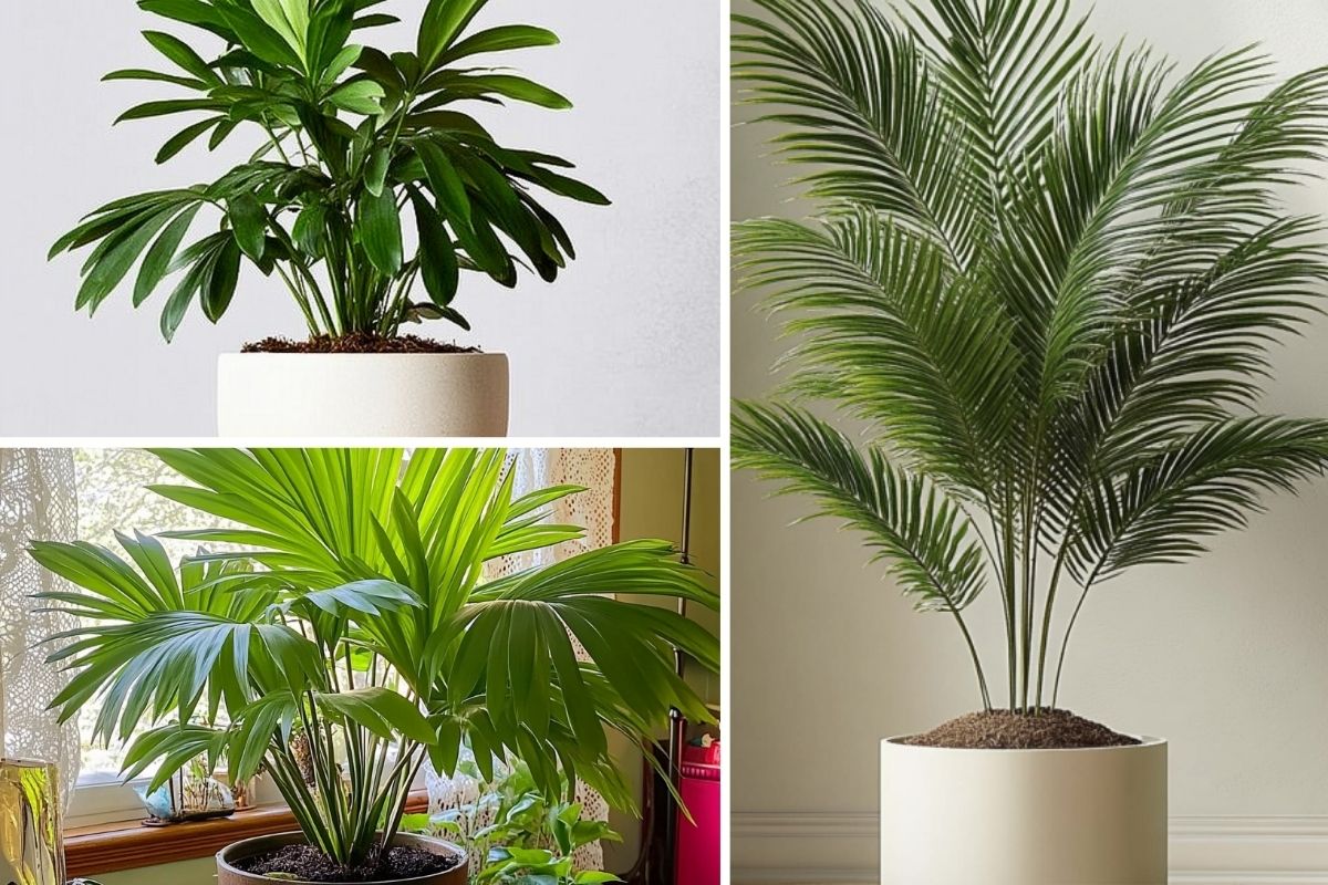 13 Stunning Palm Plants That Are a Breeze to Grow Indoors