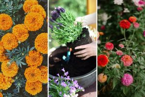 15 Easy-Care Plants Perfect for Seniors Starting a Garden