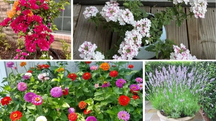 15 Incredible Flowering Plants That Never Take a Break from Blooming