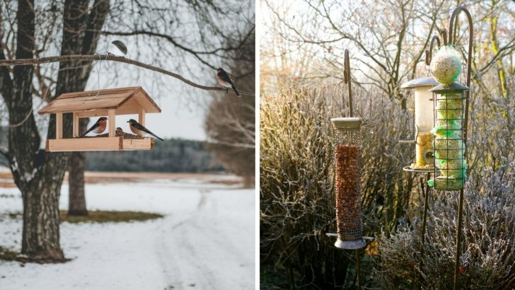 3 Easy Ways to Help Birds Survive During the Winter Months