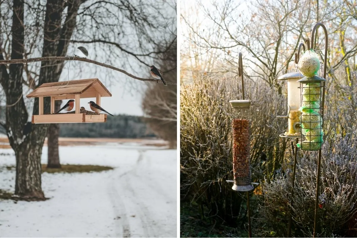 3 Easy Ways to Help Birds Survive During the Winter Months